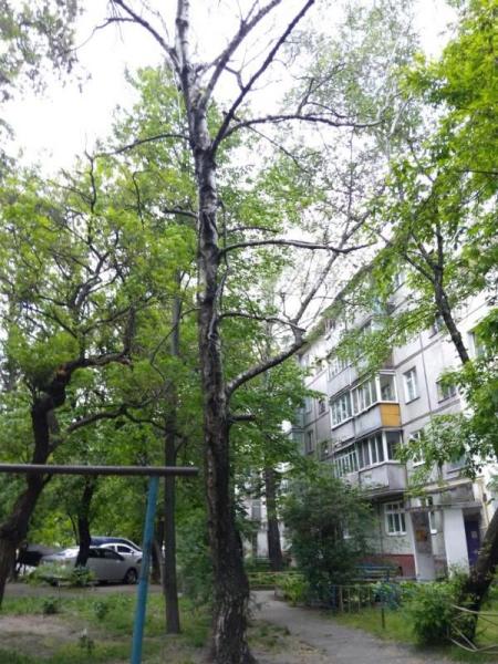 Мешканці будинку в центрі Кременчука обурені знесенням дерев. Та є причини