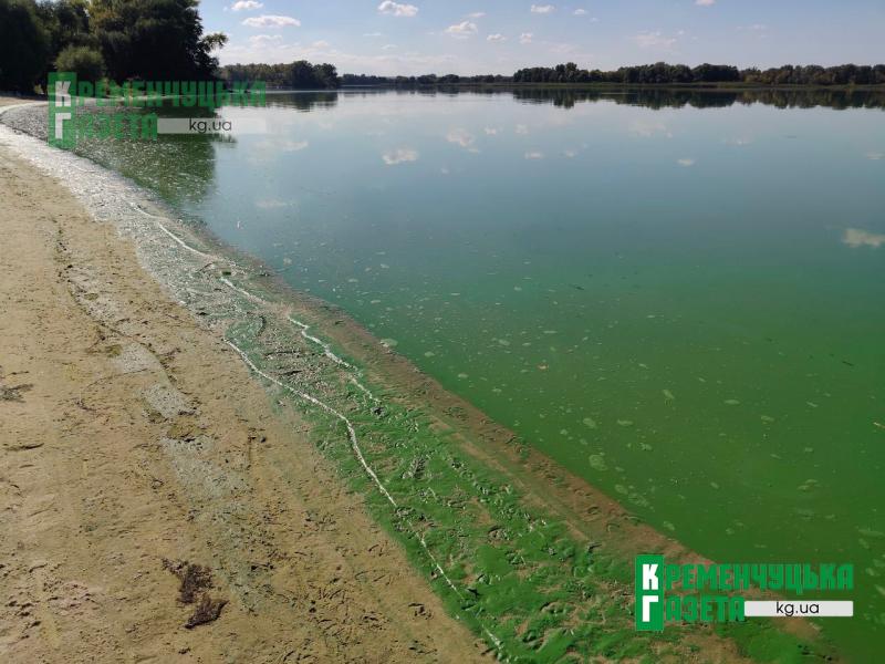 Дніпро в Кременчуці знову перетворився на зелену «калюжу»: вода стоїть, а берег заполонили водорості