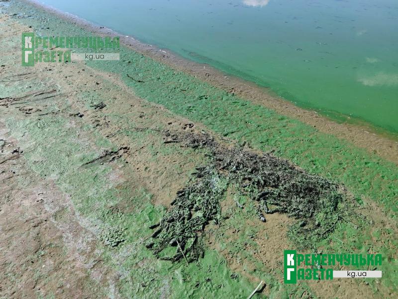 Дніпро в Кременчуці знову перетворився на зелену «калюжу»: вода стоїть, а берег заполонили водорості