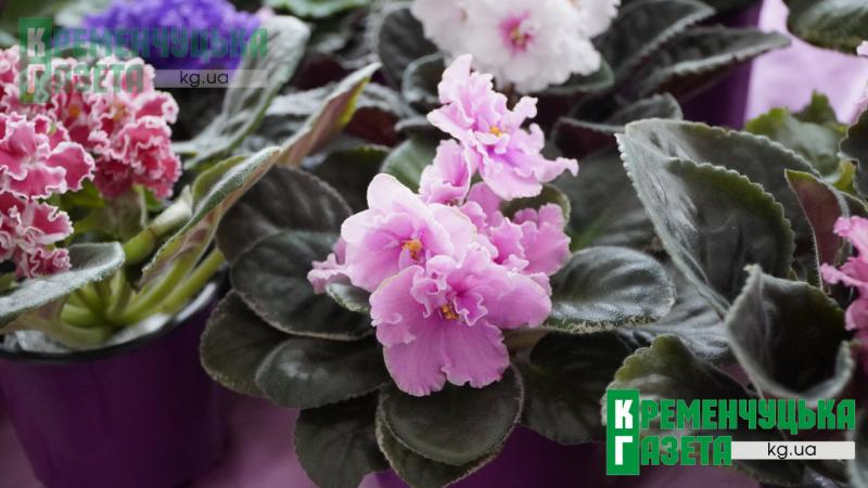 Фіалки під сиренами і в темряві: у Кременчуці показують красу, яка не здається перед викликами війни
