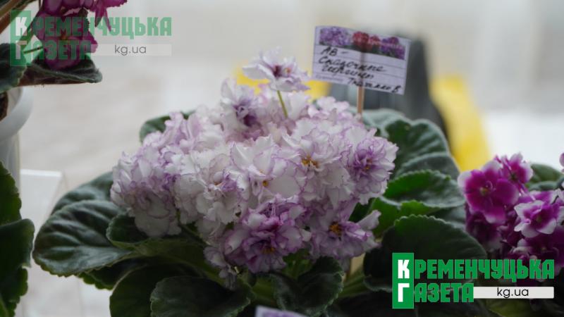 Фіалки під сиренами і в темряві: у Кременчуці показують красу, яка не здається перед викликами війни