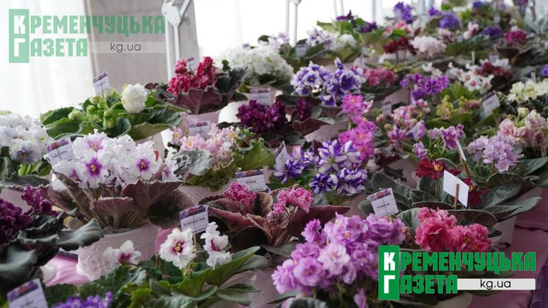 Фіалки під сиренами і в темряві: у Кременчуці показують красу, яка не здається перед викликами війни