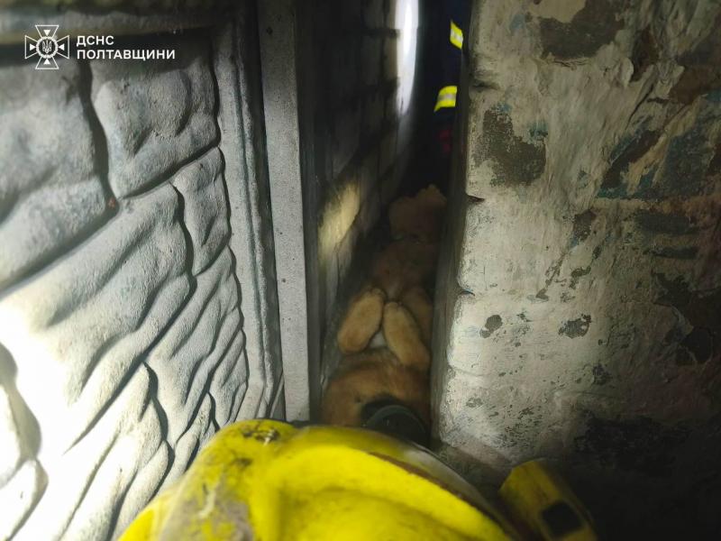 Кілька годин у пастці: у Кременчуці рятувальники визволили домашнього собаку
