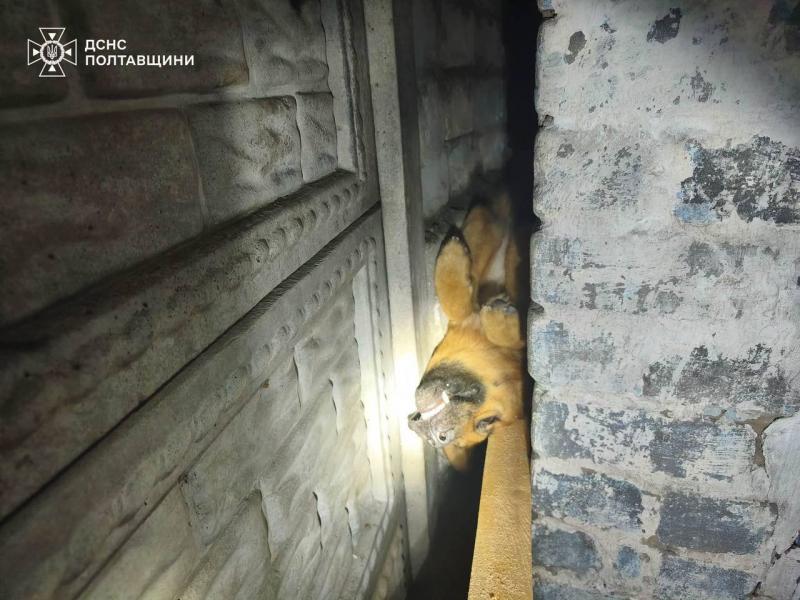 Кілька годин у пастці: у Кременчуці рятувальники визволили домашнього собаку