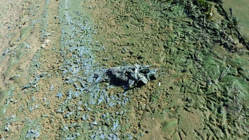 Зелений, смердить і з мертвою рибою: яким Дніпро зустрічає наприкінці літа у Кременчуці