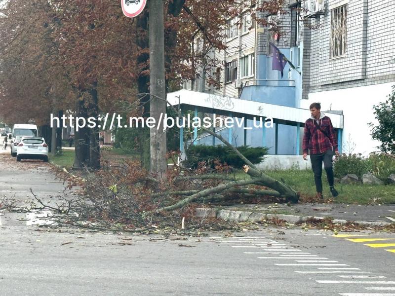 Повалені дерева та пошкоджені автівки: наслідки нічного буревію у Кременчуці та районі (Доповнюється)