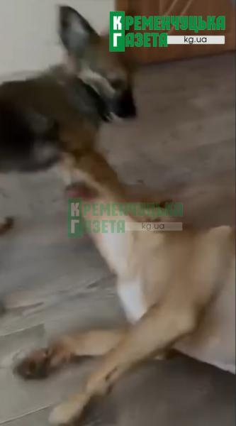 Залишили у рюкзаку під парканом: у Кременчуці врятували наляканого собаку, який знайшов нову родину