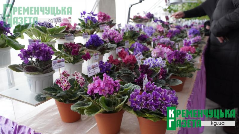 Фіалки під сиренами і в темряві: у Кременчуці показують красу, яка не здається перед викликами війни