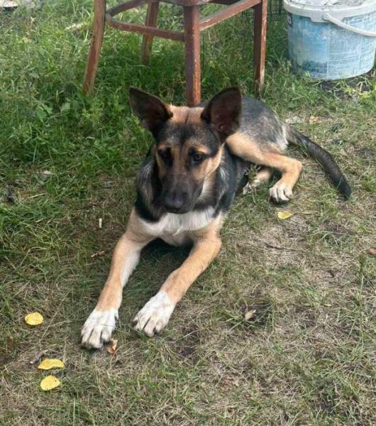 Вони теж хочуть додому: у Кременчуці після нічної атаки шукають зниклих тварин