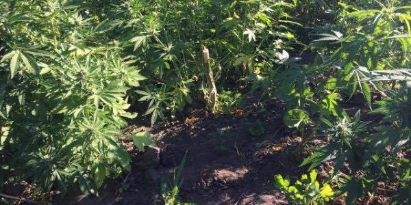 Майже анекдот: патрульні чоловіка від пожежі врятували та кущі коноплі в нього знайшли