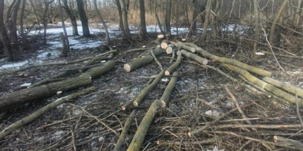 Пиляли заповідник: у Кременчуцькому районі викрили браконьєрів
