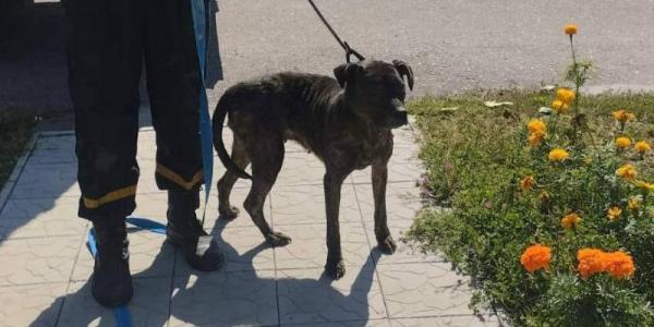 Собака - під землею, а кіт - на верхотурі: у які халепи потрапляють кременчуцькі четверолапі