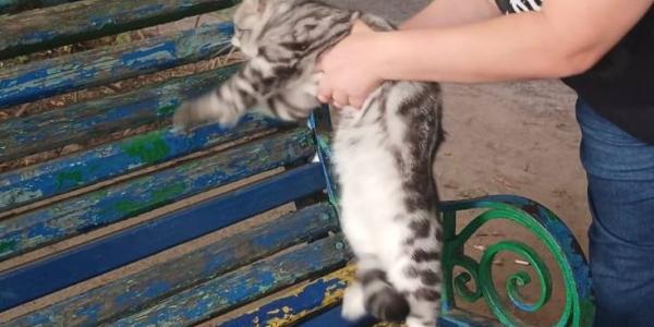 Операція «Котик»: ДСНС допомогла жительці Крюкова повернути улюбленця