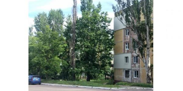 На допомогу комунальникам: у Кременчуці сухе дерево біля будинку батьків мера викликає питання у містян