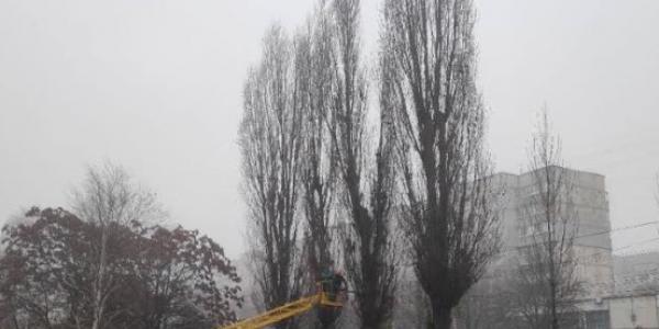 Дерева під ніж — не для МАФів: що насправді будують на проспекті Лесі Українки