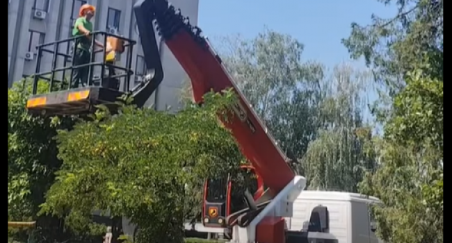 Рятувальна операція під сонцем: у Кременчуці зняли з високої тополі налякане кошеня