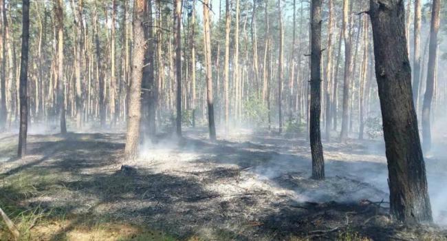 Вогонь охопив майже гектар лісу: у Кременчуцькому районі за добу сталося кілька пожеж