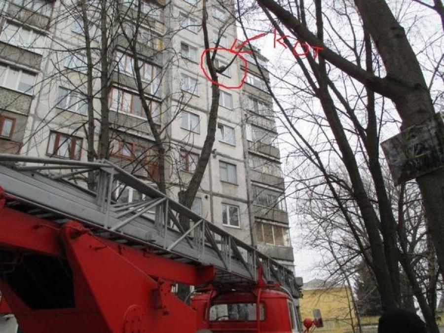 Спасатели сняли с дерева кота, который орал двое суток