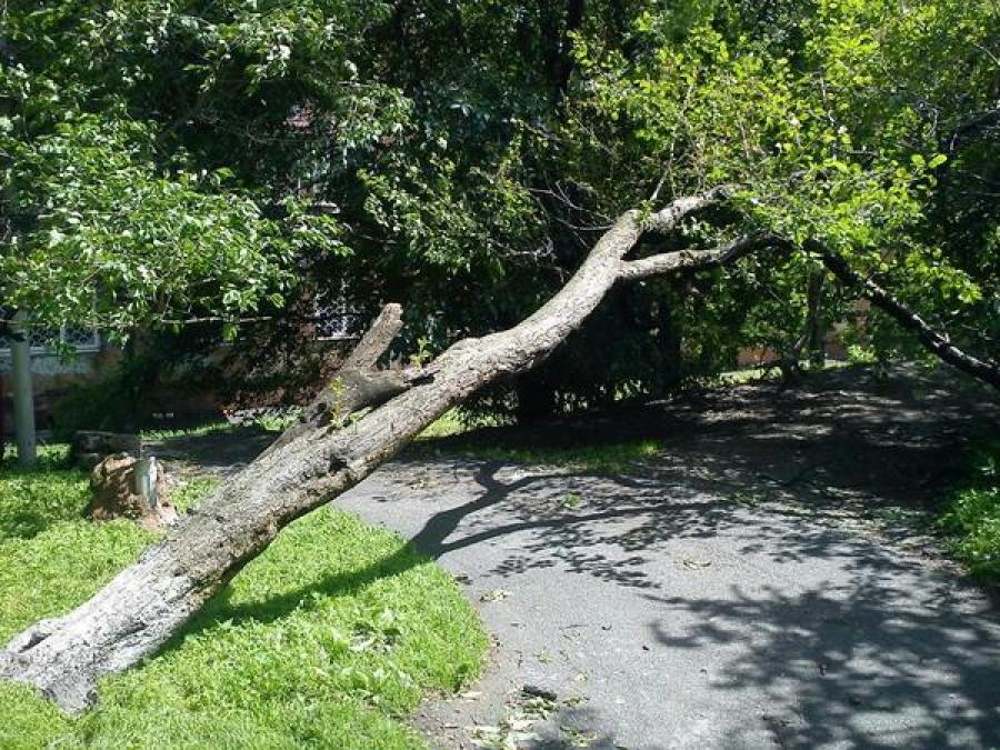 Три дерева упали в Кременчуге от ветра