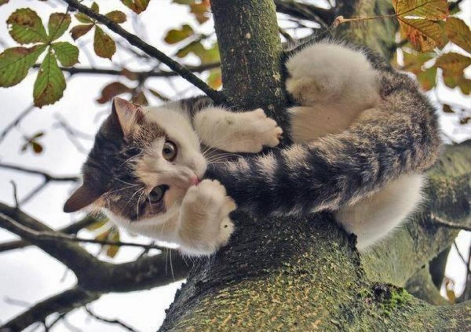 Двух котов сняли с деревьев кременчугские спасатели