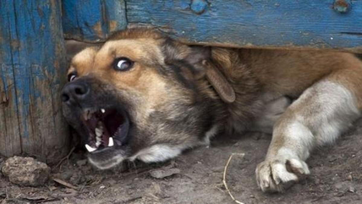 В Кременчуге собака покусала 9-летнего ребенка