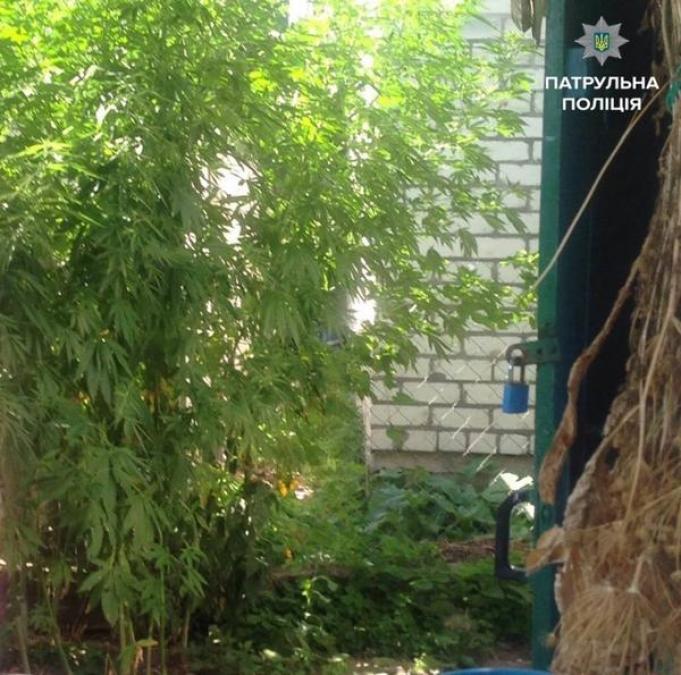 Кременчужанин дома выращивал растения «похожие на каннабис»