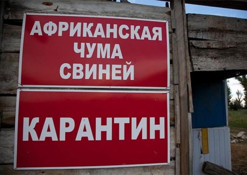 Рядом с Кременчугом фермер заразил свиней африканской чумой