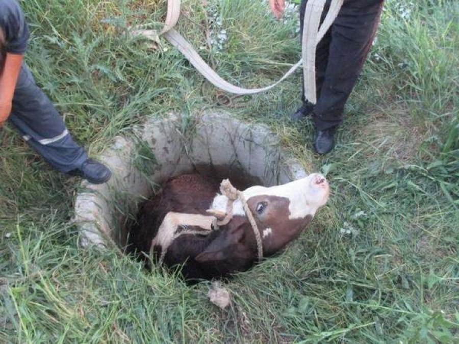 В Кременчуге спасали … корову