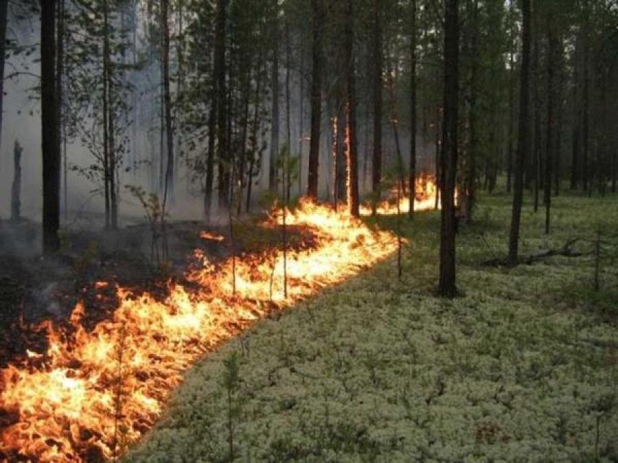 Под Кременчугом горел лесной массив