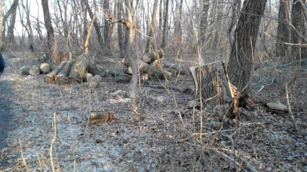 Неизвестные «пираты» рубят деревья в районе бывших артскладов