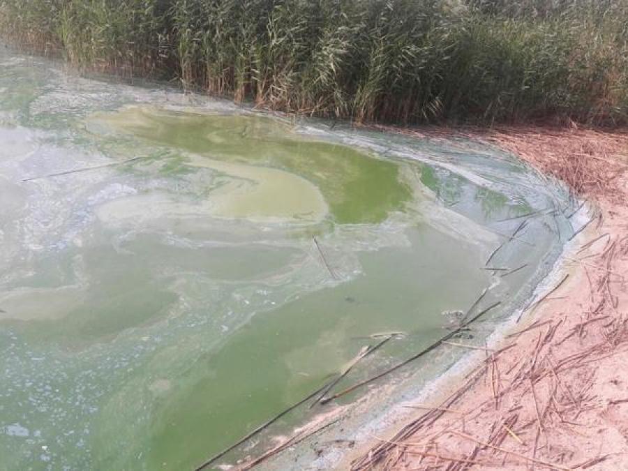 Кременчугское море позеленело
