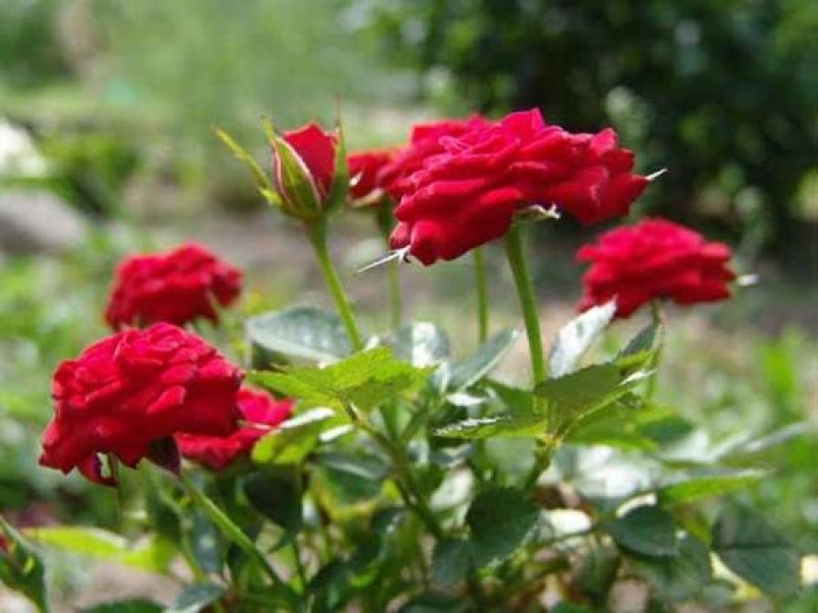 В Кременчуге патрульные задержали «похитителя» роз