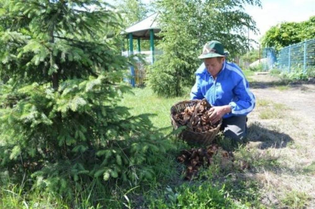 СЭС считает жертвы среди любителей «тихой охоты»