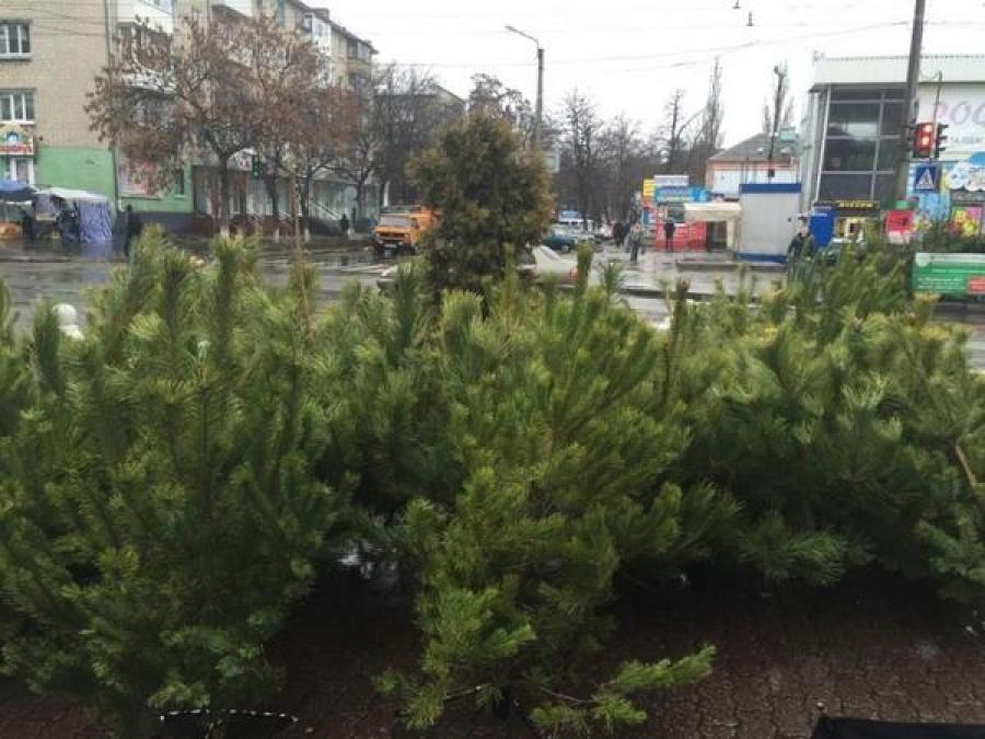 Кременчуг заполонили елочные браконьеры
