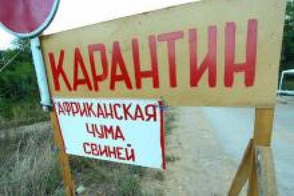 На Полтавщине подтвердили новую вспышку африканской чумы свиней