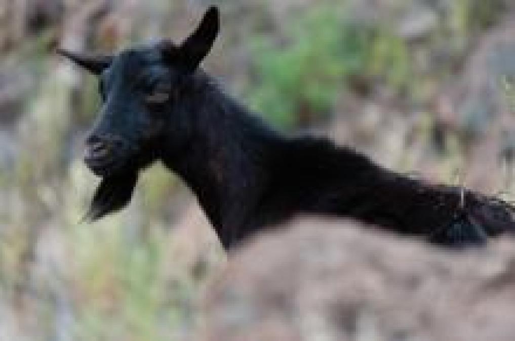 В Кременчуге на выходных украли черную козу