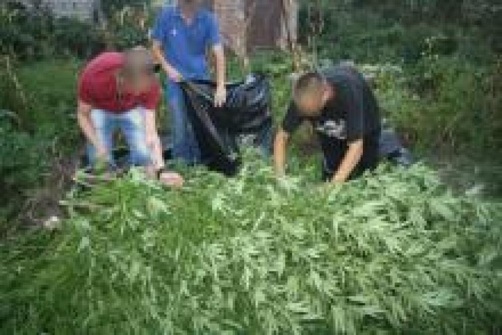 В Кременчуге «собрали урожай» конопли