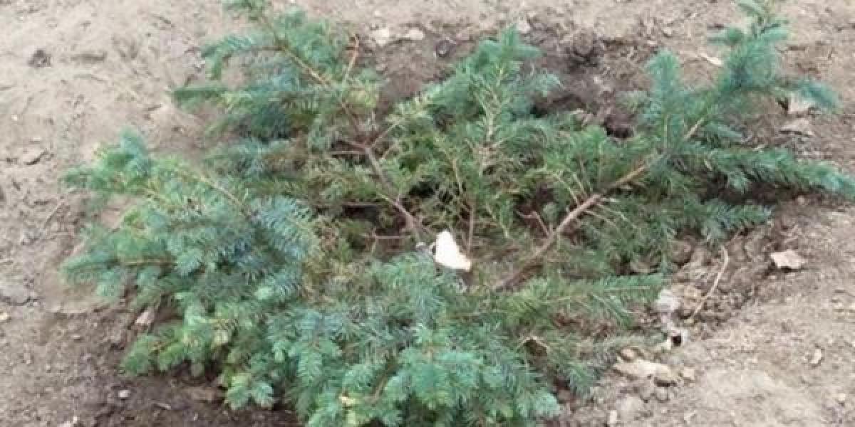 Новый год позади: в парках спилены две сосны и три елки
