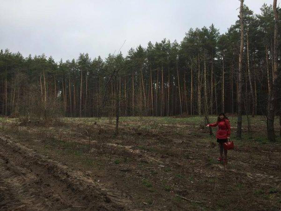 В Кривушах ліс рубають - тріски летять, а винуватих – немає