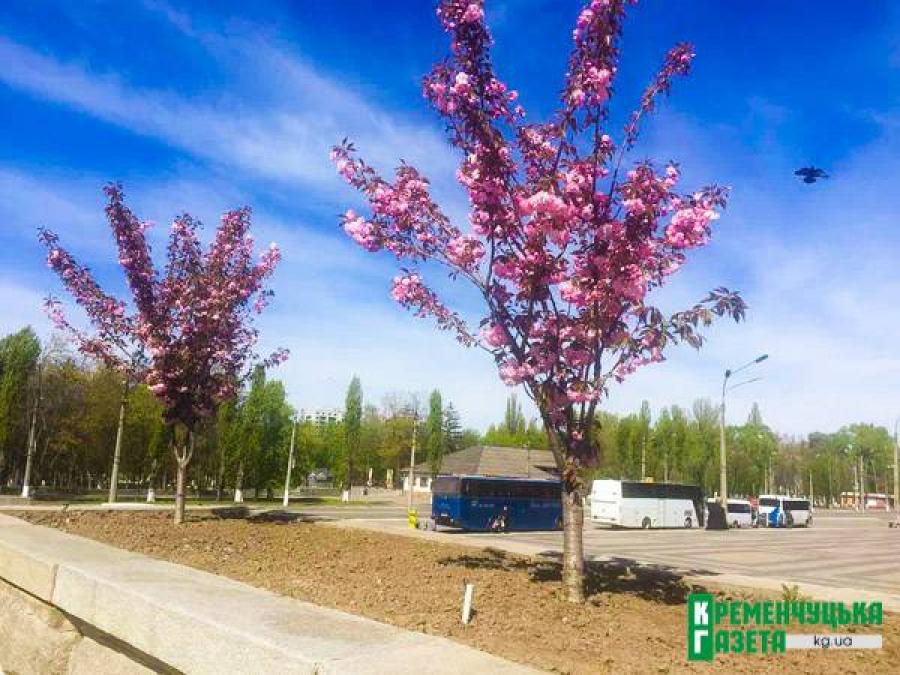 Японские вишни начали свое цветение в Кременчуге