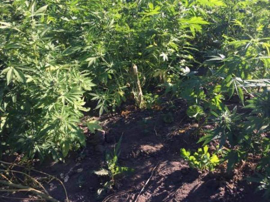 Майже анекдот: патрульні чоловіка від пожежі врятували та кущі коноплі в нього знайшли