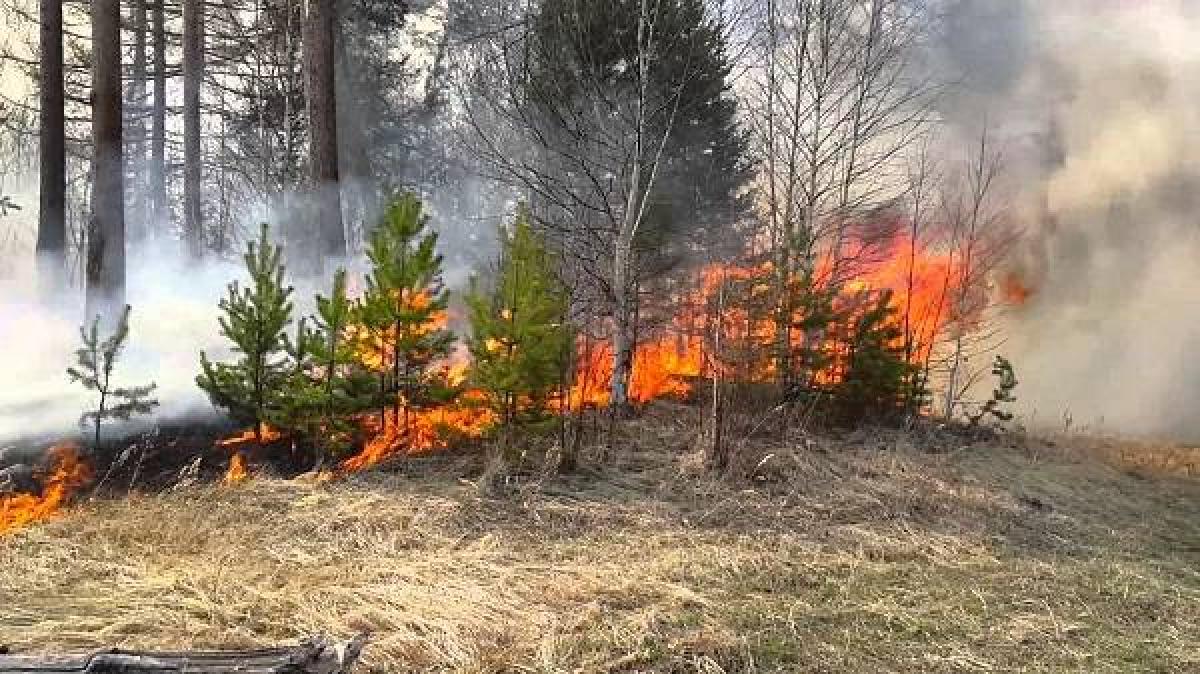 Более 10 га лесов под Кременчугом были охвачены огнем