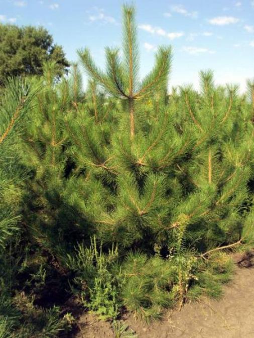 Все спешат купить новогоднюю елку