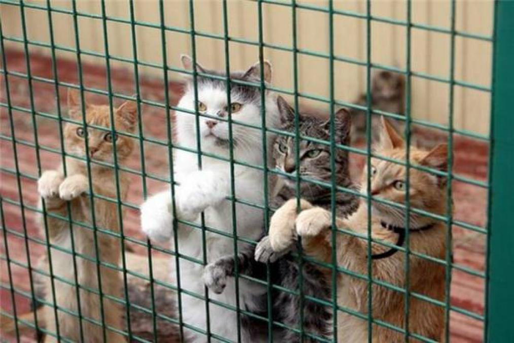 В Кременчуге организуют приют для кошек
