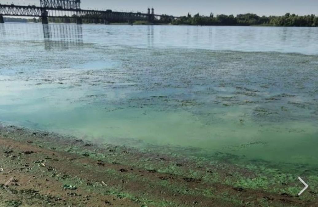 Дніпро вже "цвіте" протягом року: вода втратила здатність самоочищатися