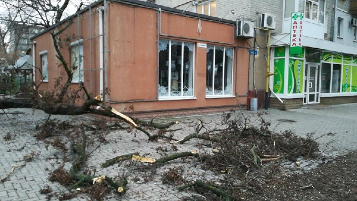 У центрі Кременчука стара акація завалилася на пішохідну зону бульвару Пушкіна