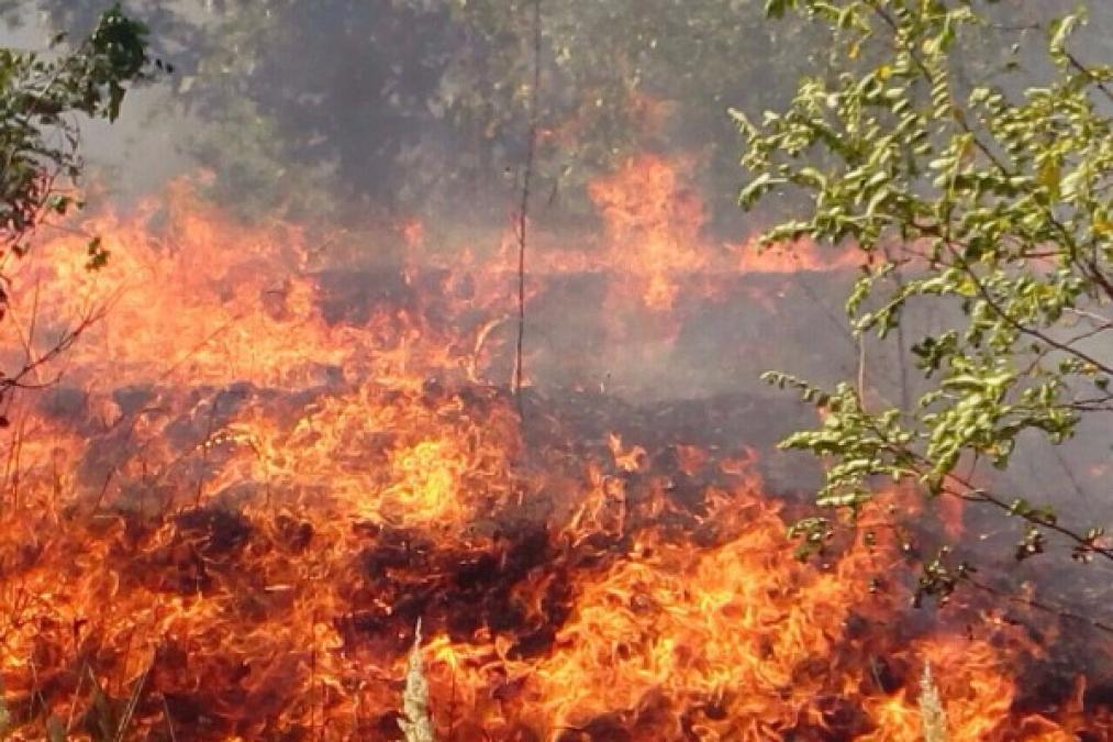 Під Кременчуком велика пожежа у лісі: дороги перекривають, людей просять покинути дачі
