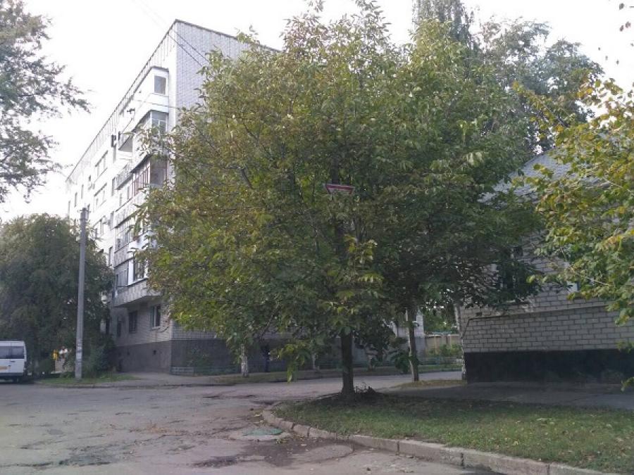 В Кременчуге дорожные знаки прячутся «в кустах»