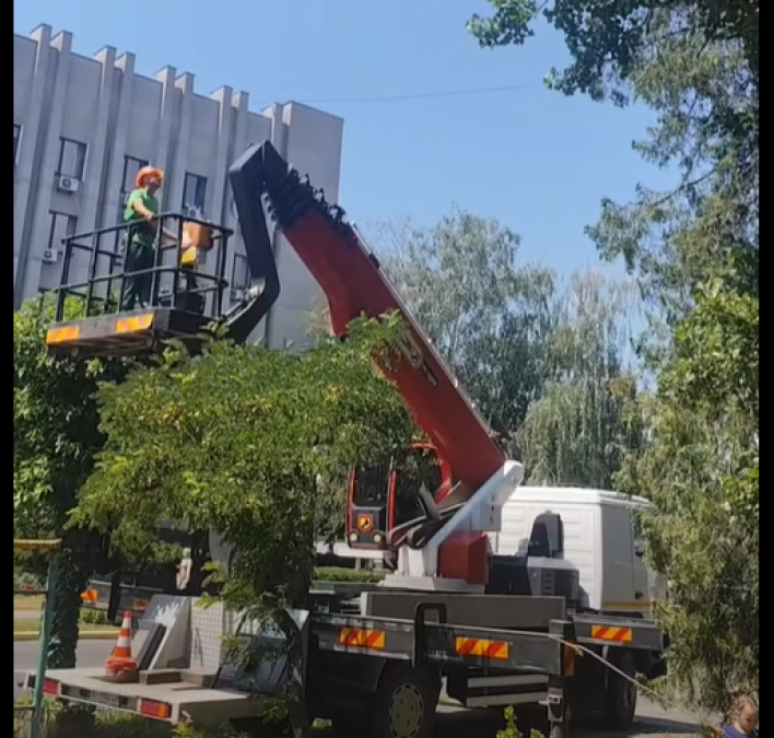 Рятувальна операція під сонцем: у Кременчуці зняли з високої тополі налякане кошеня