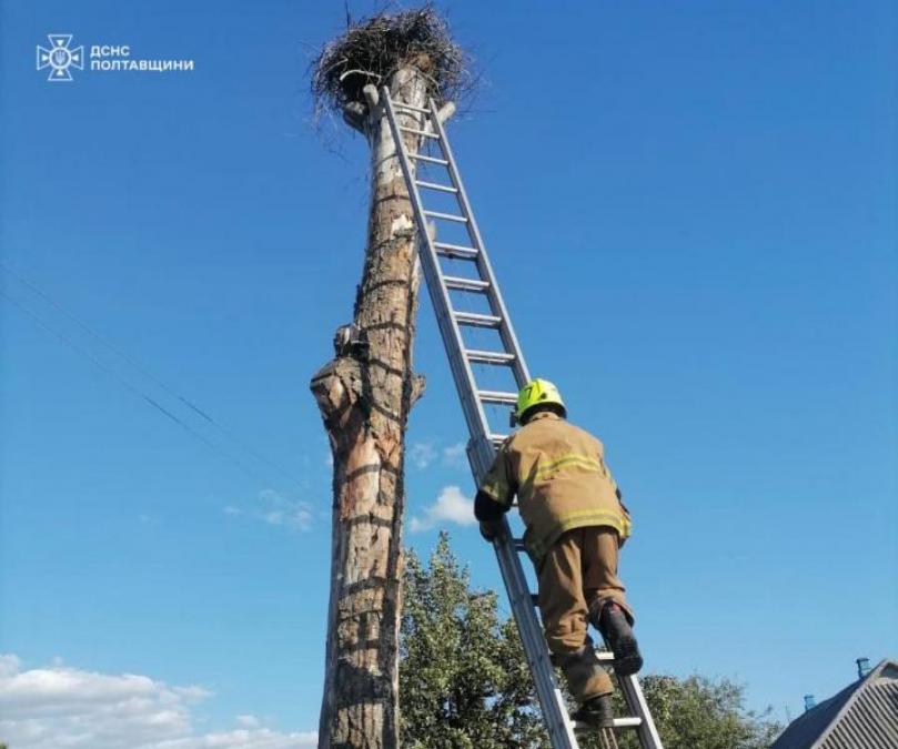 У Кременчуцькому районі врятували із гнізда на стовпі покинуте лелеча